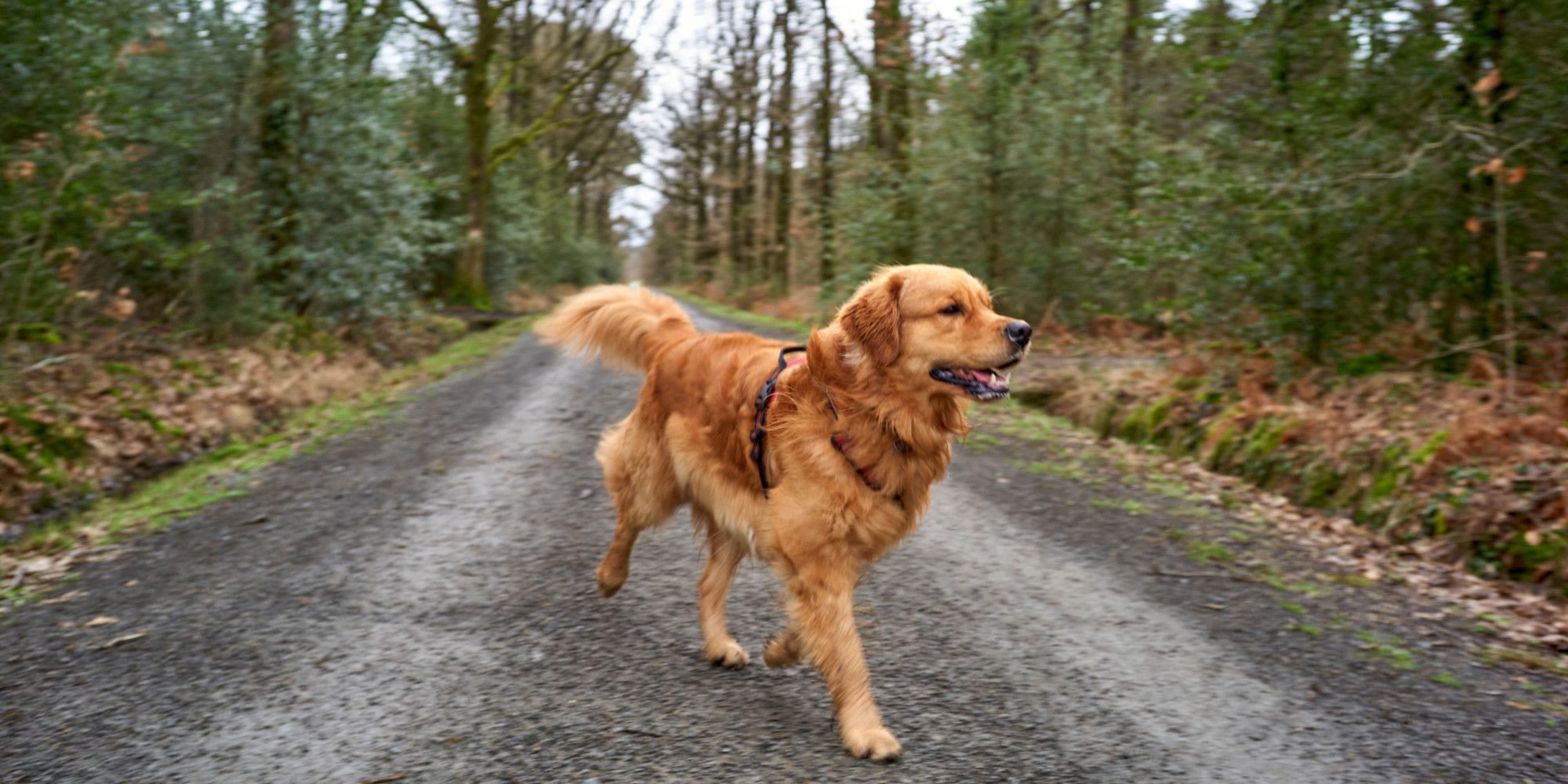 Saint-Omer : des tests ADN sur les crottes de chien pour les identifier et verbaliser les propriétaires