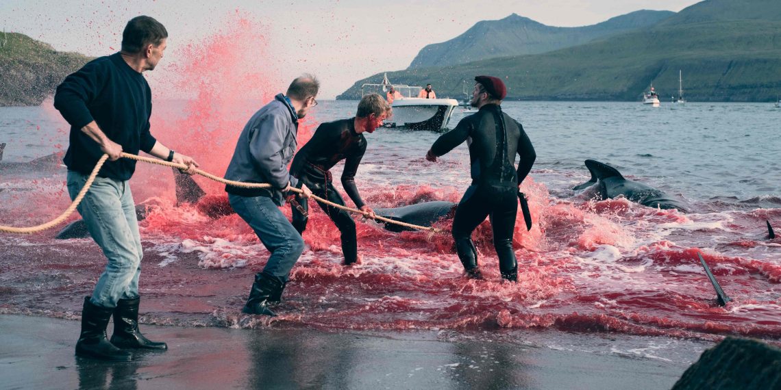 Pourquoi les îles Féroé tuent des centaines de dauphins chaque année ?