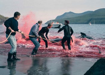 Pourquoi les îles Féroé tuent des centaines de dauphins chaque année ?