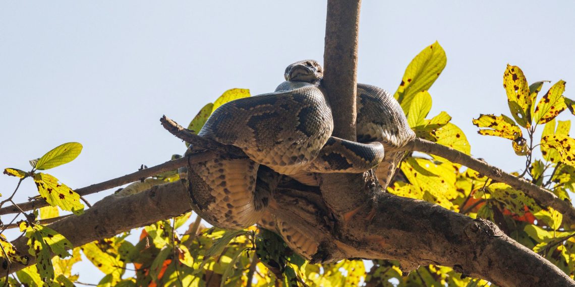 Un python royal d’1m80 et huit kilos a disparu en Île-de-France et est activement recherché