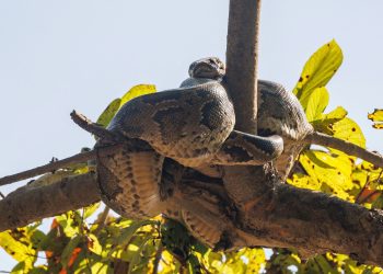Un python royal d’1m80 et huit kilos a disparu en Île-de-France et est activement recherché