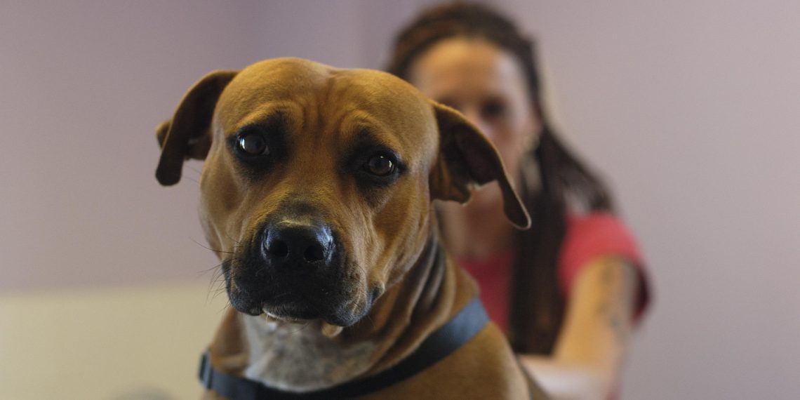 Actes de barbarie sur des chiens : un bâton clouté et recouvert de sang retrouvé dans un logement de Seine-Saint-Denis