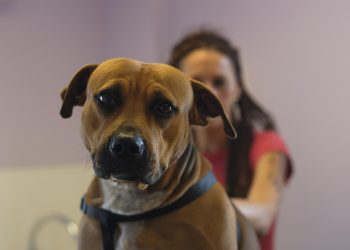 Actes de barbarie sur des chiens : un bâton clouté et recouvert de sang retrouvé dans un logement de Seine-Saint-Denis