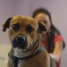 Actes de barbarie sur des chiens : un bâton clouté et recouvert de sang retrouvé dans un logement de Seine-Saint-Denis
