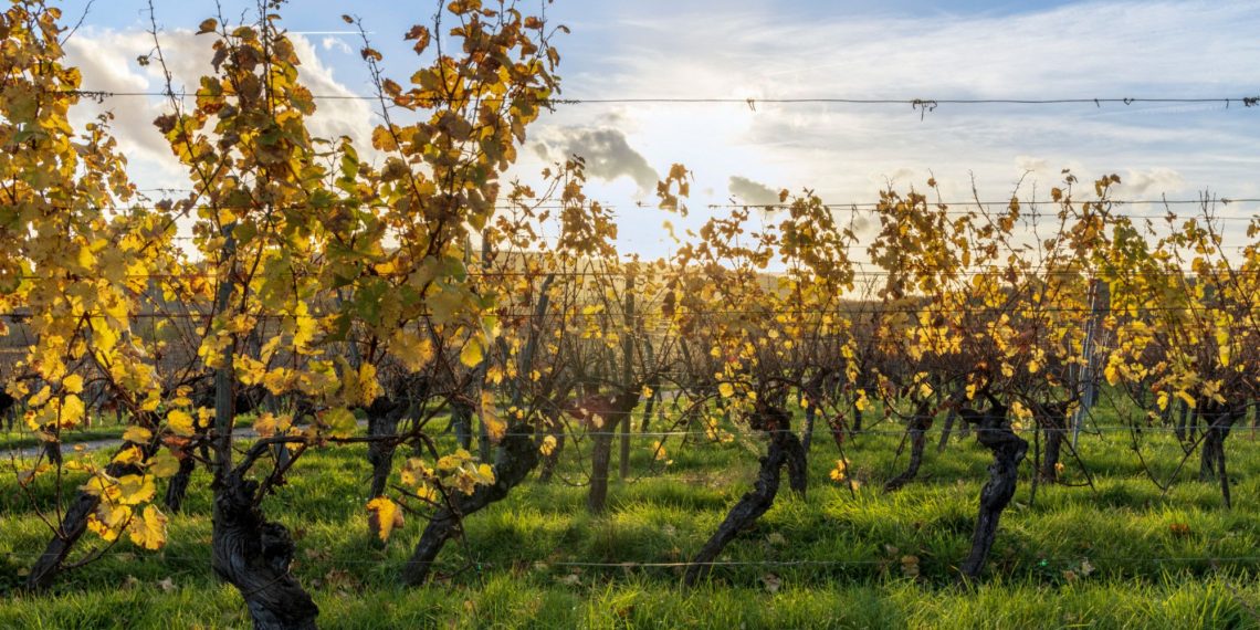 Sécheresse : à l’approche des vendanges en Alsace, la récolte s’annonce historiquement faible cette année