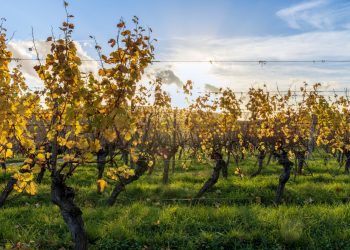 Sécheresse : à l’approche des vendanges en Alsace, la récolte s’annonce historiquement faible cette année
