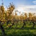 Sécheresse : à l’approche des vendanges en Alsace, la récolte s’annonce historiquement faible cette année