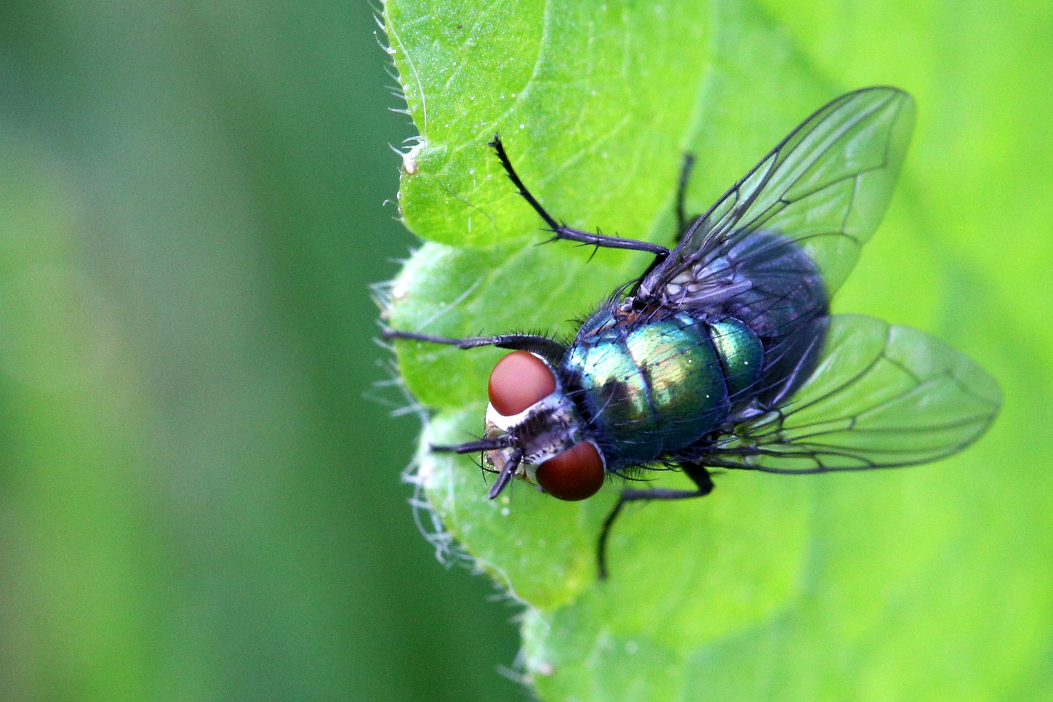 États-Unis : qu’est-ce que le «plan mouche» ?