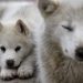Inde : Un chien réveille un village juste avant un glissement de terrain, 67 personnes sauvées