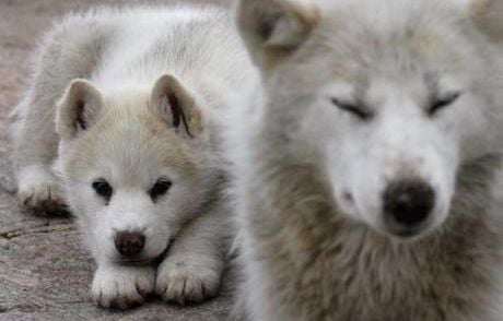 Inde : Un chien réveille un village juste avant un glissement de terrain, 67 personnes sauvées