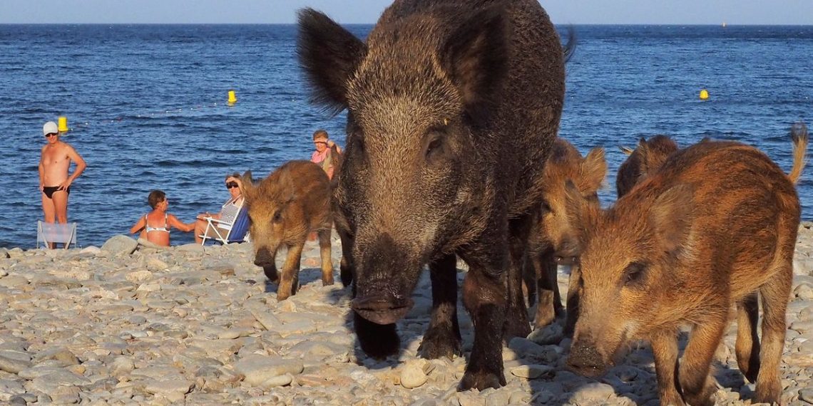 Var : Une famille de sangliers débarque pépère sur la plage, au milieu des baigneurs