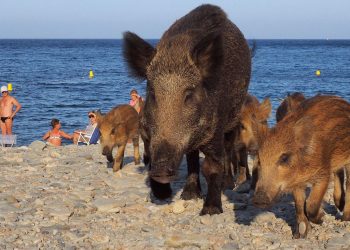 Var : Une famille de sangliers débarque pépère sur la plage, au milieu des baigneurs