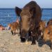 Var : Une famille de sangliers débarque pépère sur la plage, au milieu des baigneurs