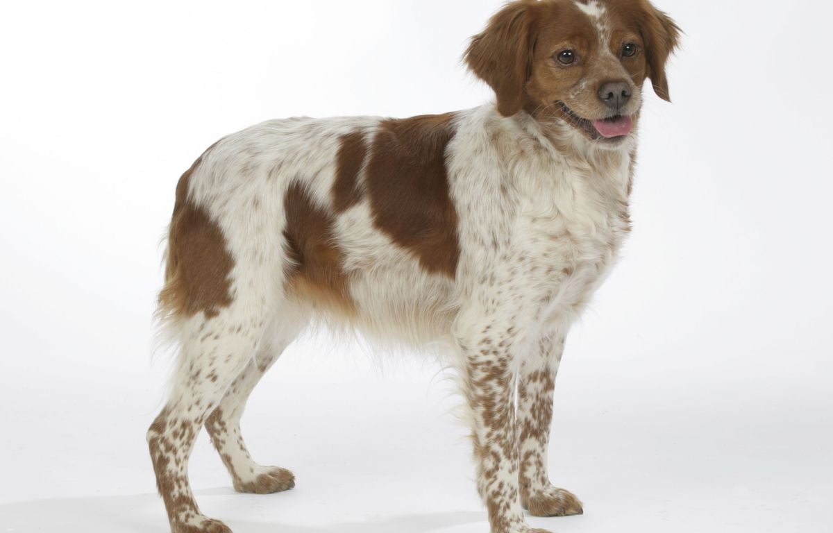 Paris : Une jeune fille adopte une chienne et l’abandonne deux jours plus tard, devant un hôpital