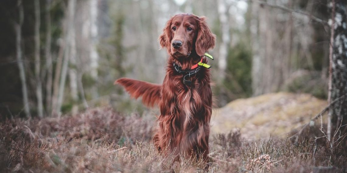Etats-Unis : Un retraité diabétique coincé dans un marécage pendant 12 heures avec son chien