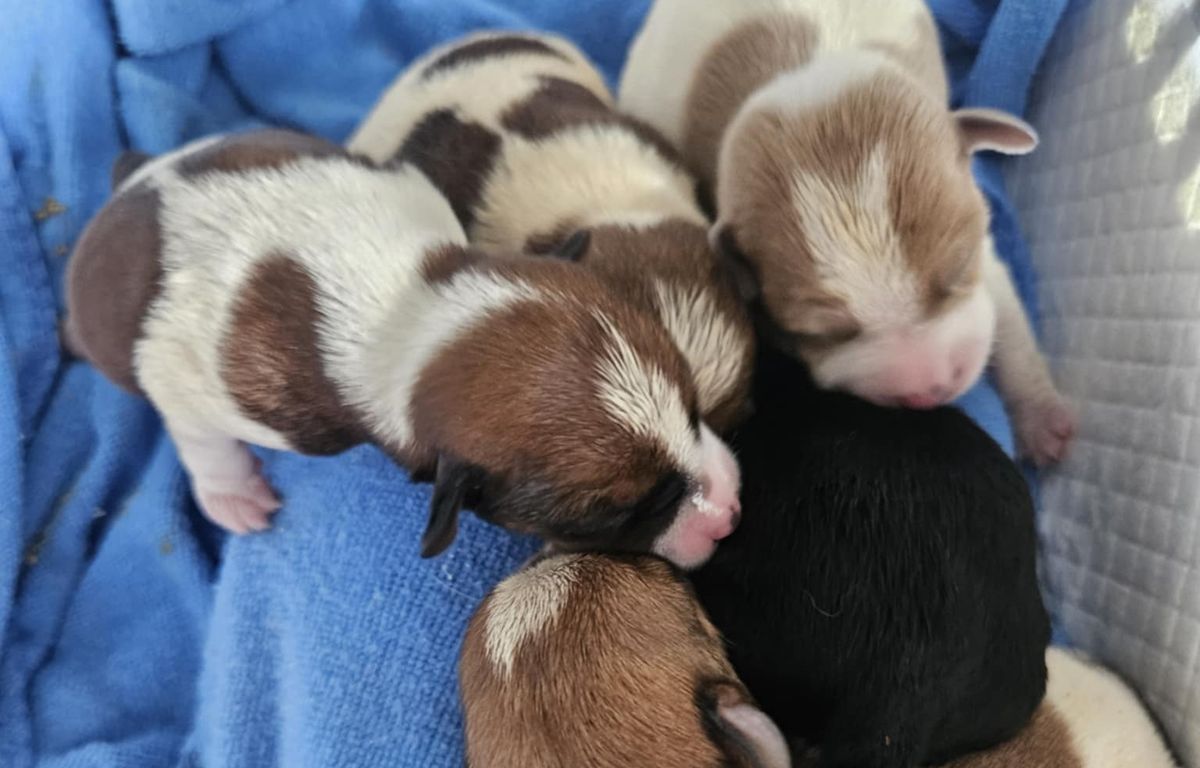 Bretagne : Six chiots retrouvés abandonnés dans un sac poubelle