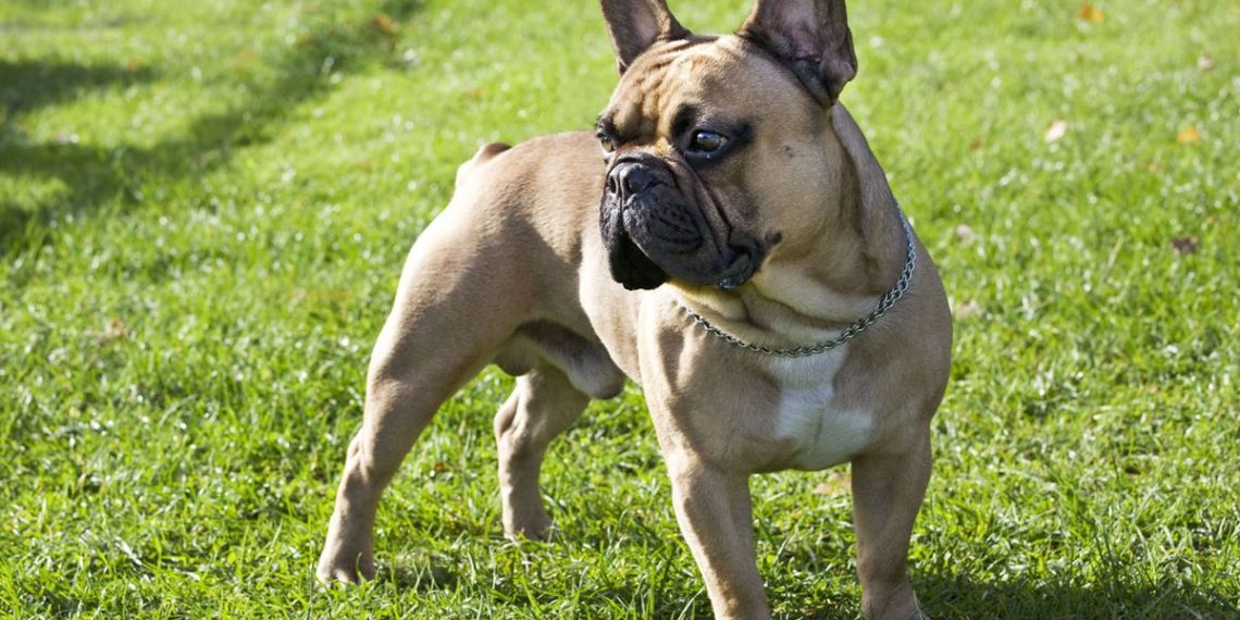 Un bouledogue français retrouvé mort dans la soute d’un avion à Orly, sa maîtresse porte plainte contre la compagnie