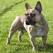 Un bouledogue français retrouvé mort dans la soute d’un avion à Orly, sa maîtresse porte plainte contre la compagnie