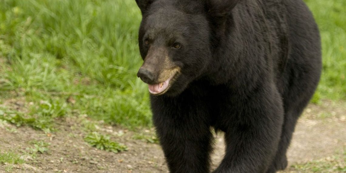 Alaska : Attaquée par un ours, cette randonneuse de 67 ans a survécu grâce à un drone
