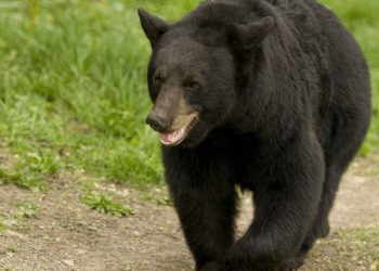 Alaska : Attaquée par un ours, cette randonneuse de 67 ans a survécu grâce à un drone