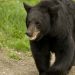 Alaska : Attaquée par un ours, cette randonneuse de 67 ans a survécu grâce à un drone