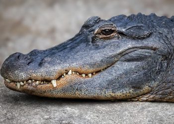 Floride : Une femme de 27 ans attaquée par un alligator, son compagnon lui sauve la vie
