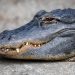 Floride : Une femme de 27 ans attaquée par un alligator, son compagnon lui sauve la vie
