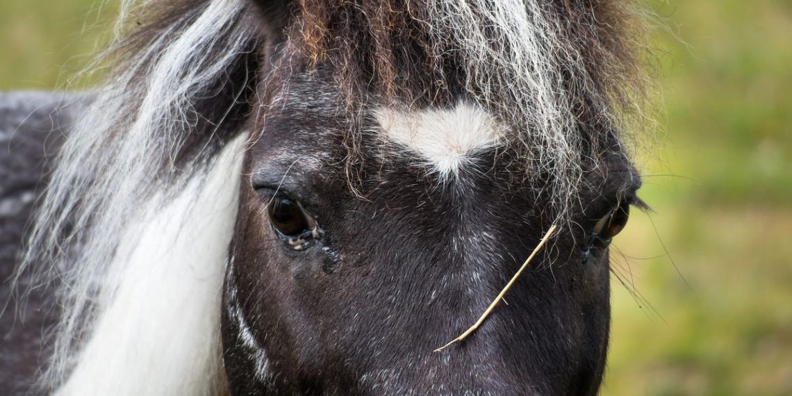Seine-Maritime : Psychose dans un petit village, plusieurs chevaux retrouvés mutilés