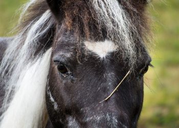 Seine-Maritime : Psychose dans un petit village, plusieurs chevaux retrouvés mutilés