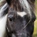 Seine-Maritime : Psychose dans un petit village, plusieurs chevaux retrouvés mutilés