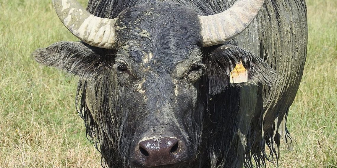 États-Unis : Un fermier attaqué et tué par des buffles qu’il avait achetés la veille aux enchères
