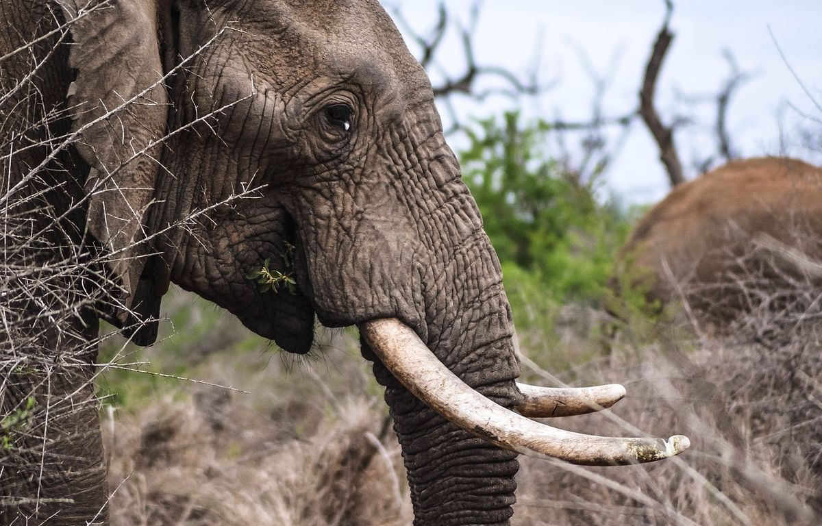 Zambie : Deux touristes tuées par un éléphant lors d’un safari