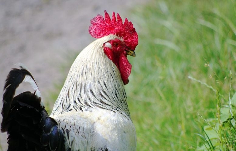 Isère : Mangé par un renard, le coq Ricco jugé à titre posthume