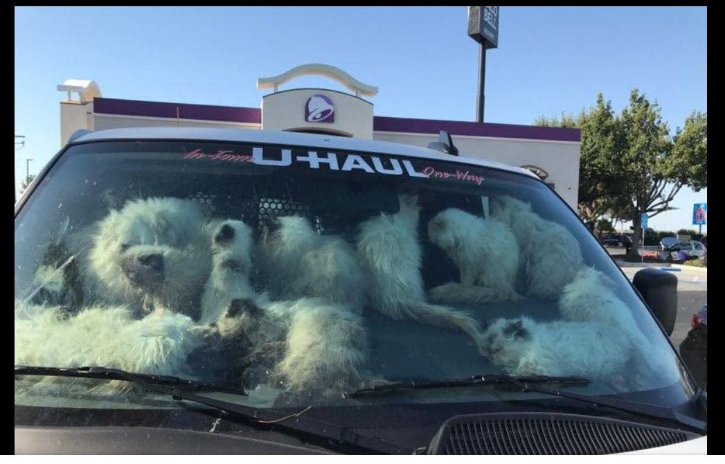 Maltraitance animale : 130 chats retrouvés enfermés dans une camionnette, en Californie, dont 28 morts