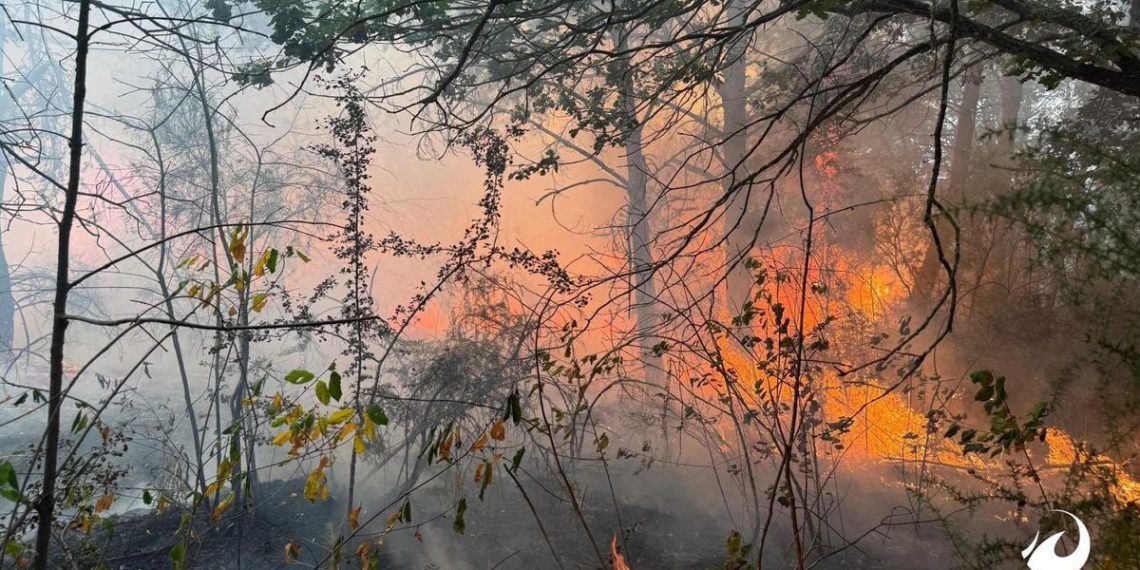 Bretagne : Le feu fixé à Brocéliande, les renforts et la pluie attendus pour tout sécuriser
