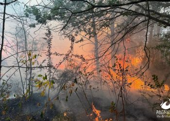 Bretagne : Le feu fixé à Brocéliande, les renforts et la pluie attendus pour tout sécuriser