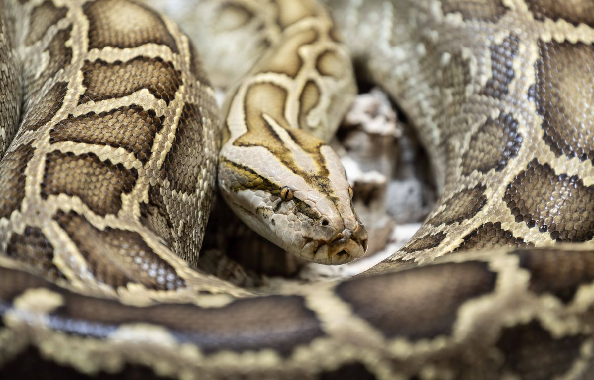 Charente-Maritime : Cookie, le python d’1,70 m qui avait fugué de son terrarium, a été retrouvé