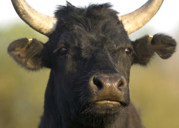 Corse : Un taureau débarque sur la plage et lui vole sa sacoche, elle porte plainte contre X
