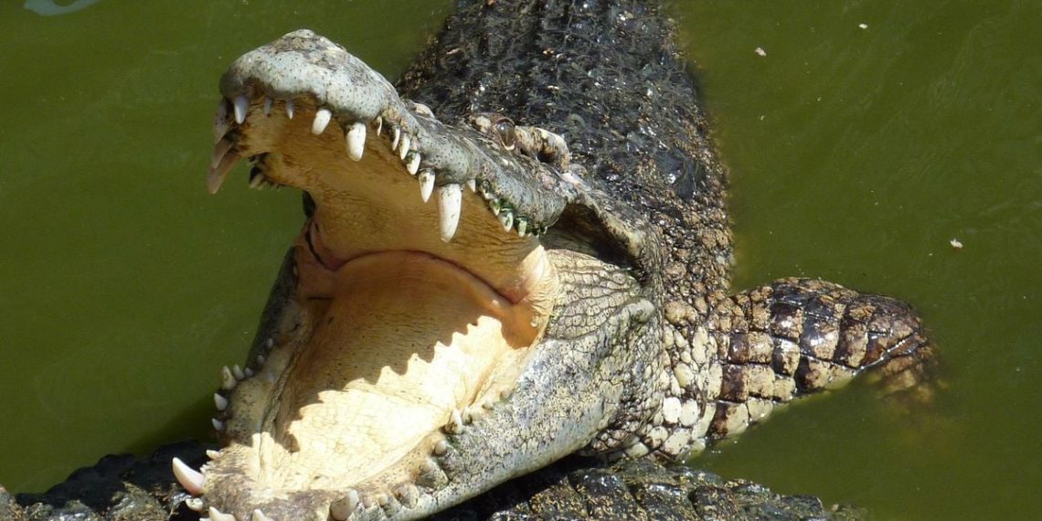 Floride : Attaquée par un alligator lors d’une baignade, elle le frappe à la tête et parvient à s’échapper