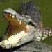 Floride : Attaquée par un alligator lors d’une baignade, elle le frappe à la tête et parvient à s’échapper