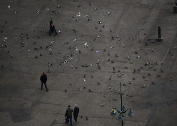 Suresnes : la mairie se dote d’un maïs contraceptif pour lutter contre les pigeons