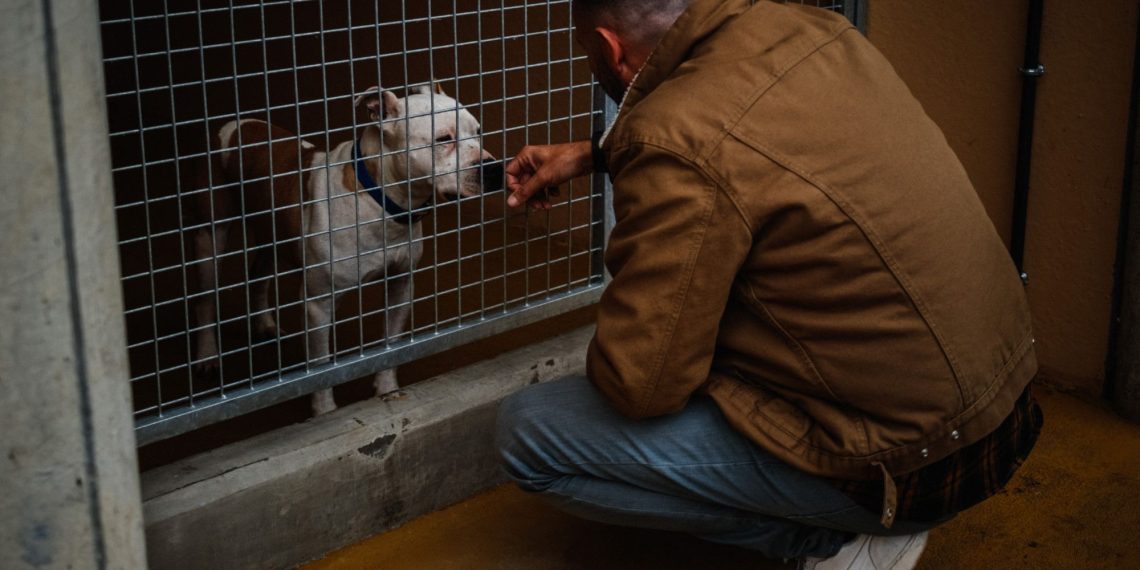 La SPA débordée par l’afflux d’animaux abandonnés cet été
