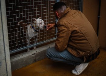 La SPA débordée par l’afflux d’animaux abandonnés cet été