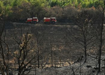 Incendie fixé dans l’Aude : après le passage des flammes, les vignerons découvrent les dégâts