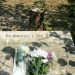 Cannes : la mairie plante un olivier en mémoire d’Ilan Halimi, après l’appel d’Alain Jakubowicz
