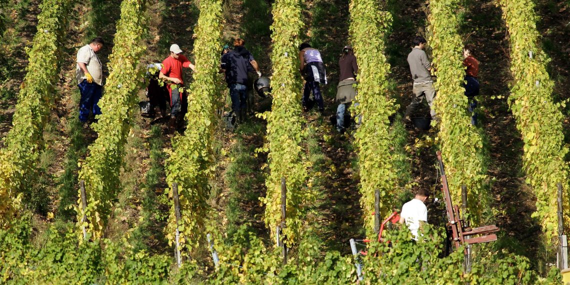 «On a 10-15 jours d’avance» : en Alsace, des récoltes du crémant historiquement précoces