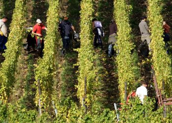 «On a 10-15 jours d’avance» : en Alsace, des récoltes du crémant historiquement précoces