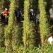 «On a 10-15 jours d’avance» : en Alsace, des récoltes du crémant historiquement précoces