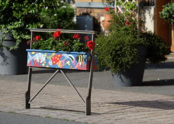 Canicule : comment protéger et arroser vos plantes ?
