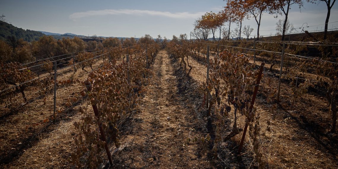 Incendie dans l’Aude : avec les huit millions d’euros débloqués par l’État, les viticulteurs sont-ils rassurés ?